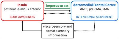 Insula as the Interface Between Body Awareness and Movement: A Neurofeedback-Guided Kinesthetic Motor Imagery Study in Parkinson’s Disease